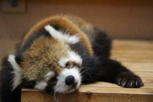 哺乳類のイメージ